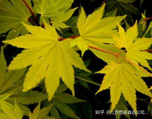 绚丽多彩的日本红枫之美 橙之梦红枫 流泉红枫