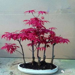 养盆花期超长的花,让花香不绝