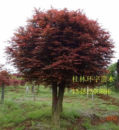 供应改良嫁接红枫3公分至20公分 图 美国改良红枫 日本红枫指导价 供应改良嫁接红枫3公分至20公分 图 美国改良红枫 日本红枫厂商 供应改良嫁接红枫3公分至20