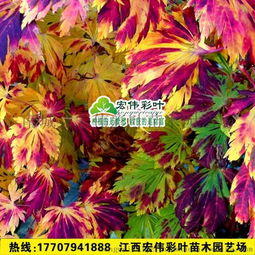 舞孔雀 苗 进口枫树品种 日本红枫 槭树 日本红枫舞孔雀红枫苗图片,舞孔雀 苗 进口枫树品种 日本红枫 槭树 日本红枫舞孔雀红枫苗高清图片 南城县宏伟彩叶苗木园艺场