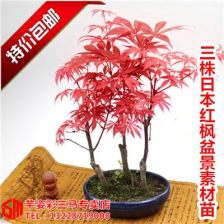 日本红枫盆栽