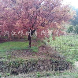 日本红枫价格 地径18公分14000元 绍兴日本红枫价格