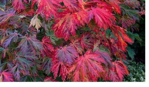 来自日本的珍稀园林观赏枫树 植物非试管高效快繁羽毛枫