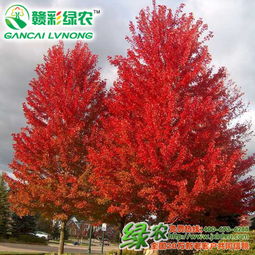 红枫树苗是什么样