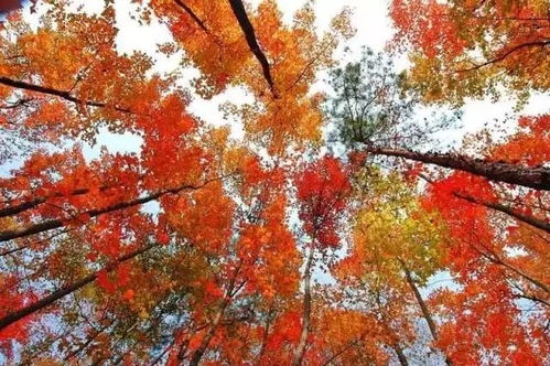 12月16 17日 20 21日 23 24日各一期德保红枫叶 靖西鹅泉 旧州古镇两日游