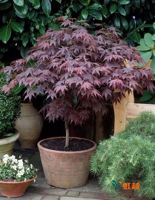 一叶知秋,带你走进精致秀丽的日本红枫