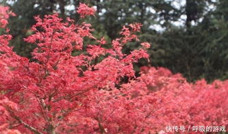 枫情万种之日本红枫红舞姬