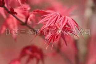 枫情万种之日本红枫红舞姬