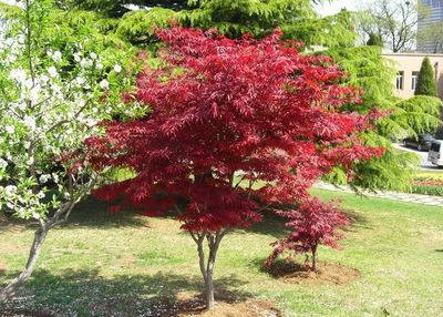 绿化树苗 庭院植物 日本红枫树苗 红枫小.