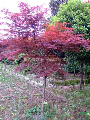 日本红枫价格 红枫苗木价格 5公分红枫价格 6公分红枫价格