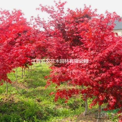日本红枫种植技术 日本红枫品种大全 日本红枫红舞姬图片