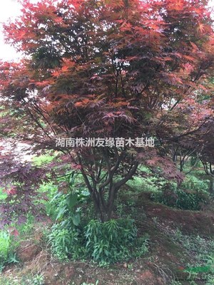 出售湖南红枫、红枫小苗、日本红枫、美国红枫、青枫、本地红枫