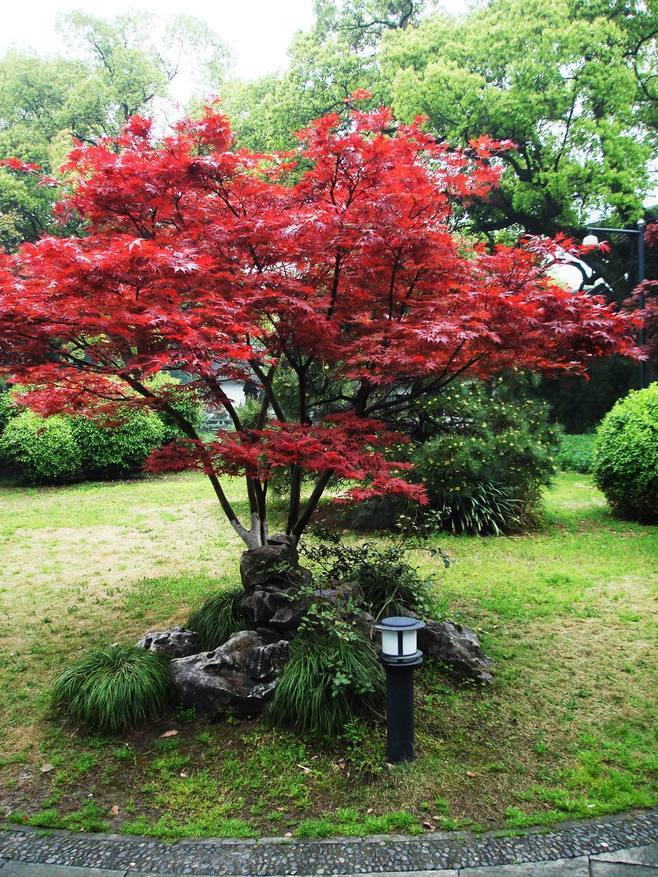 日本红枫