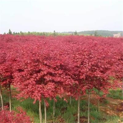 日本红枫种植日本红枫和中国红枫的区别日本红枫叶宿迁诚盛园林苗圃