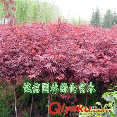 红枫树 红枫树苗 红枫苗 红枫盆景 日本红枫树 日本红枫树苗-沭阳县诚信园林绿化苗木基地提供红枫树 红枫树苗 红枫苗 红枫盆景 日本红枫树 日本红枫树苗的相关介绍、产品、服务、图片、价格沭阳县诚信园林绿化苗木基地、乔木;苗木