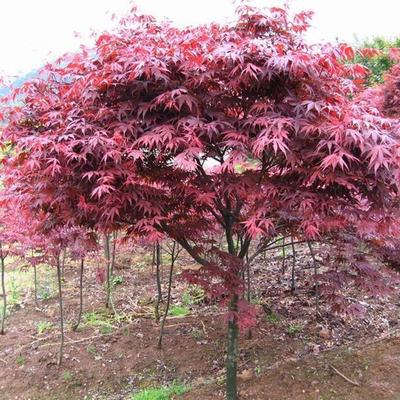 日本红枫报价_苗木产品图片