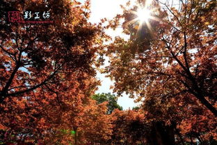 福州惊现秋天的童话 日本红枫 漫山杜鹃...快来