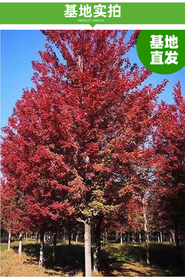 庭院红枫树苗红舞姬盆栽日本美国风景树苗三季红红枫小苗