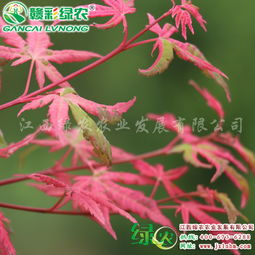 宜黄县绿农农业发展 日本枫树彩叶树热销新品种日本红枫 幻彩介绍