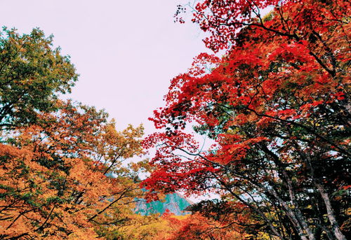 漫山红枫叶的层云峡,是很多人 追枫 的第一站