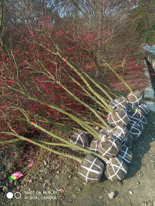 日本红枫苗圃自产自销 4 6公分红枫苗圃批发价