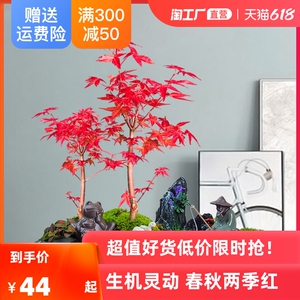 卧室盆景日本防辐射盆栽净化空气枫树红枫