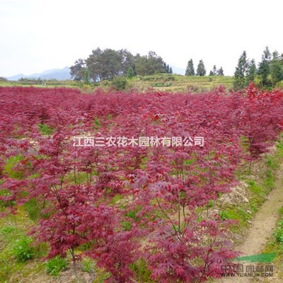 日本红枫(三季红)-哪些土壤因素导致日本红枫长势不良?红枫苗