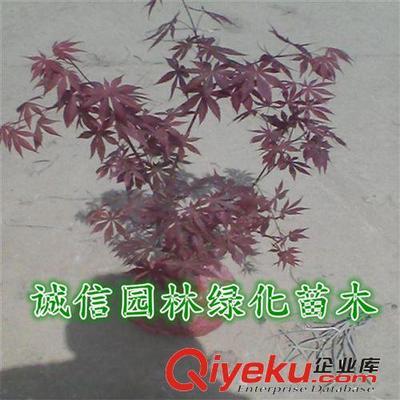 红枫树 红枫树苗 红枫苗 红枫盆景 日本红枫树 日本红枫树苗-沭阳县诚信园林绿化苗木基地提供红枫树 红枫树苗 红枫苗 红枫盆景 日本红枫树 日本红枫树苗的相关介绍、产品、服务、图片、价格沭阳县诚信园林绿化苗木基地、乔木;苗木