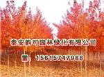 河南红点红枫:想买品种好的红点红枫上哪-泰安韵可园林绿化提供河南红点红枫:想买品种好的红点红枫上哪的相关介绍、产品、服务、图片、价格美国红点红枫扦插苗、美国红点红枫扦插苗、金冠黄杨小苗、山东红火箭紫薇树苗、日本红枫黄金枫价格、欧洲红枫基地、