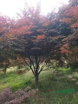 沭阳县宇航花木园艺场