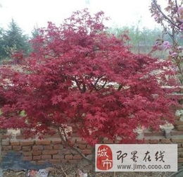 低价转让自家桂花 耐冬 中国红枫 日本红枫 垂丝海棠 各种小