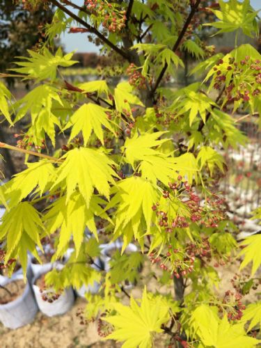 高档庭院植物日本枫树约旦生产基地
