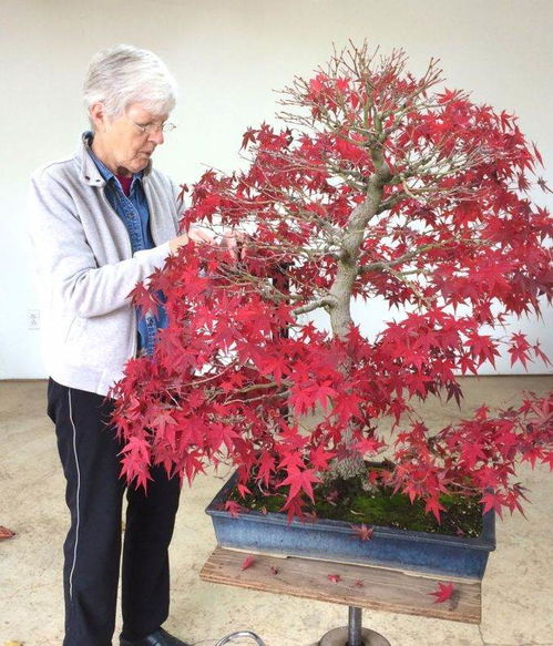 何时在秋季修剪日本枫树盆景最好