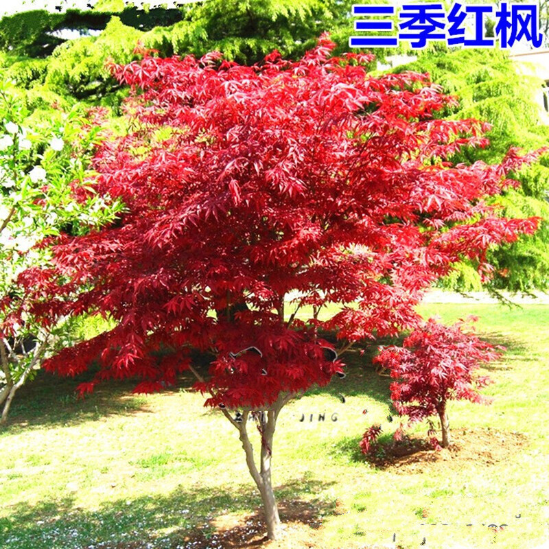 红枫树苗嫁接日本红枫红舞姬美国红冠红枫中国四.