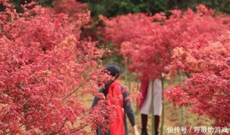 枫情万种之日本红枫红舞姬