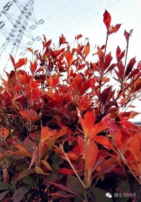 枫叶,你怎么红得这么任性