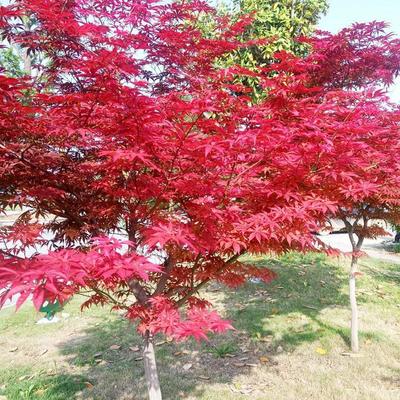 [红枫苗批发]山东临沂郯城县枫树苗 3.80元/棵红枫树苗日本红 _ 一亩田
