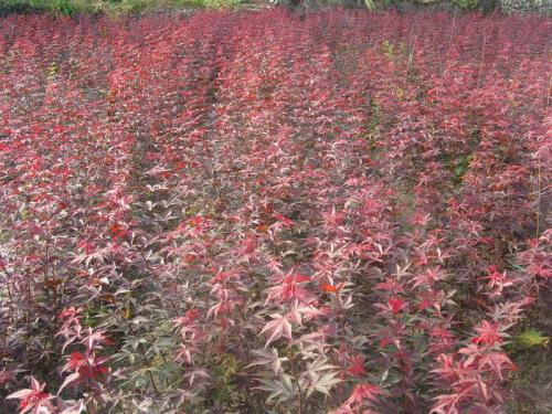 兴化15公分红枫有哪些,日本红枫种植商