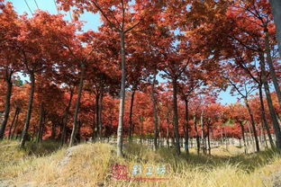福州惊现秋天的童话 日本红枫 漫山杜鹃...快来