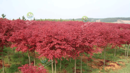 日本红枫红舞姬园林景区片植效果图片