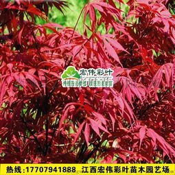 欧罗红枫 欧洲红枫 日本红枫 杂交红枫 中国红枫 四季红枫大树图片,欧罗红枫 欧洲红枫 日本红枫 杂交红枫 中国红枫 四季红枫大树高清图片 南城县宏伟彩叶苗木园艺场