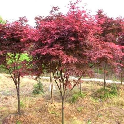 供应【苗圃直销】红枫 槭树 日本红枫 基地批发各种绿化植物 规格齐全