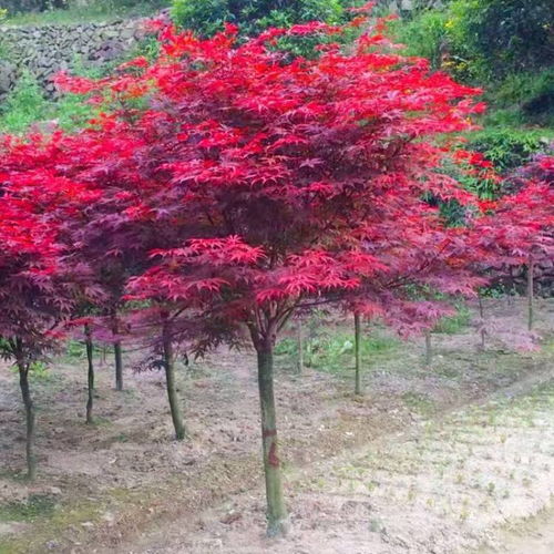 【哈尔滨日本红枫基地批发】- 