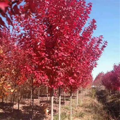 日本红枫种植日本红枫和中国红枫的区别日本红枫叶宿迁诚盛园林苗圃