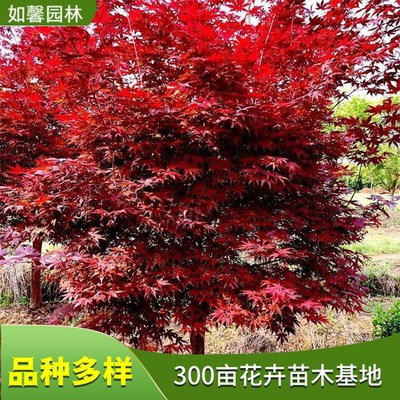 日本红枫树苗 园林行道树绿化 景观街道观赏彩叶树种