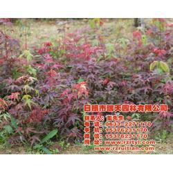 瑞天彩叶苗木,日本红枫苗嫁接,上饶日本红枫苗