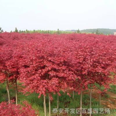 红枫树苗有几个品种 美国红枫 日本红枫 欧洲红枫 三季红红枫苗