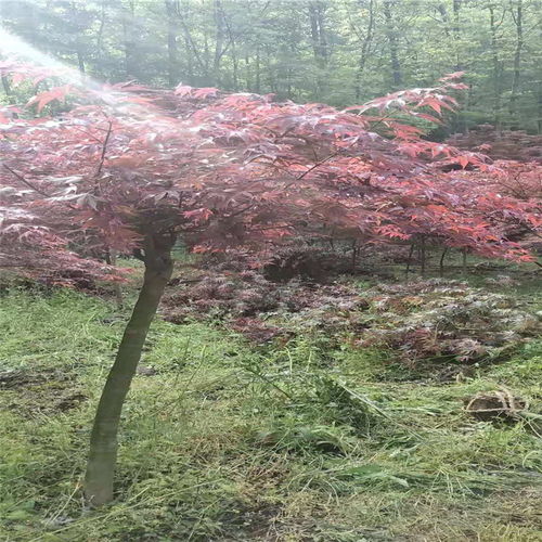 【山西日本红枫基地批发】-