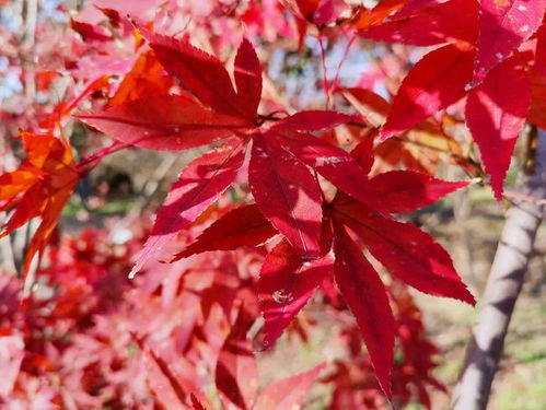 枫 景独好 淀山湖畔5000多株红枫陆续换上 红装