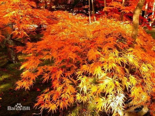 花之声 红枫